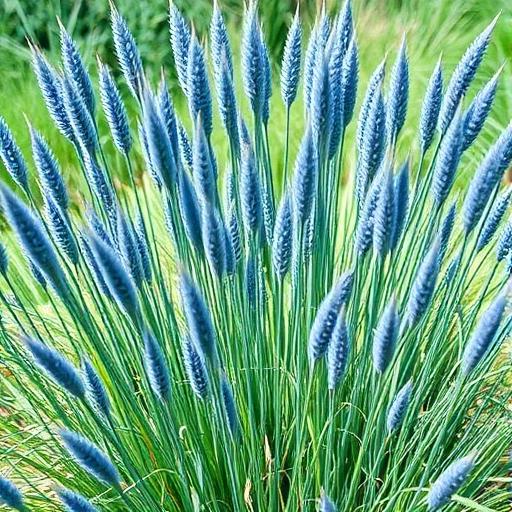 Blue Avena Grass