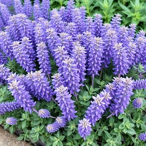 Catmint 'Walker's Low'