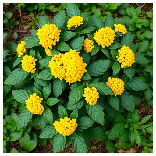 Creeping Oregon Grape