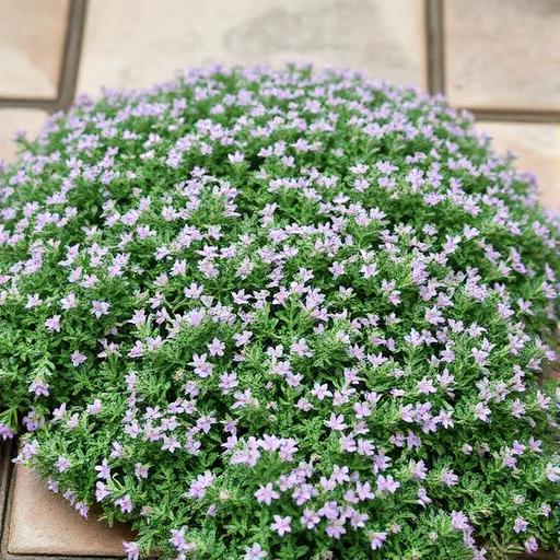 Creeping Thyme