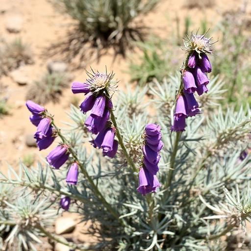 Texas Sage