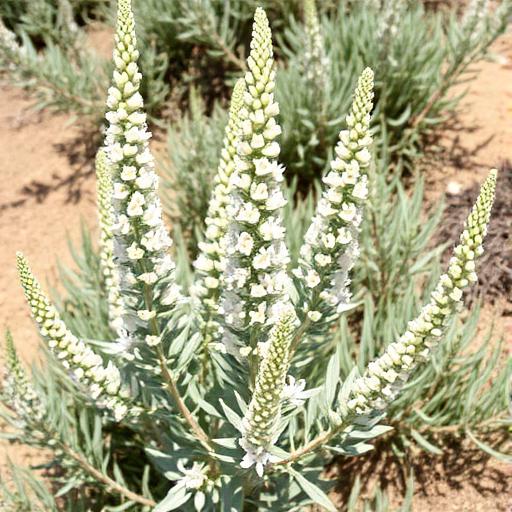 White Sage